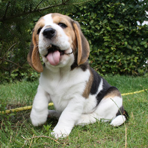 Beaglewelpe streckt die Zunge raus